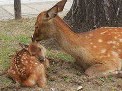 Deer in Nara