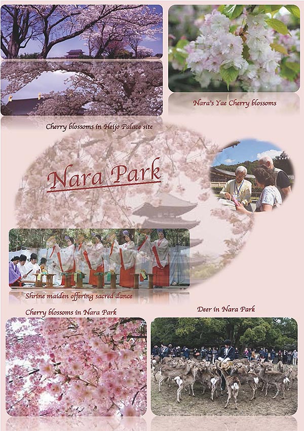 Four Seasons in Nara for spring #1