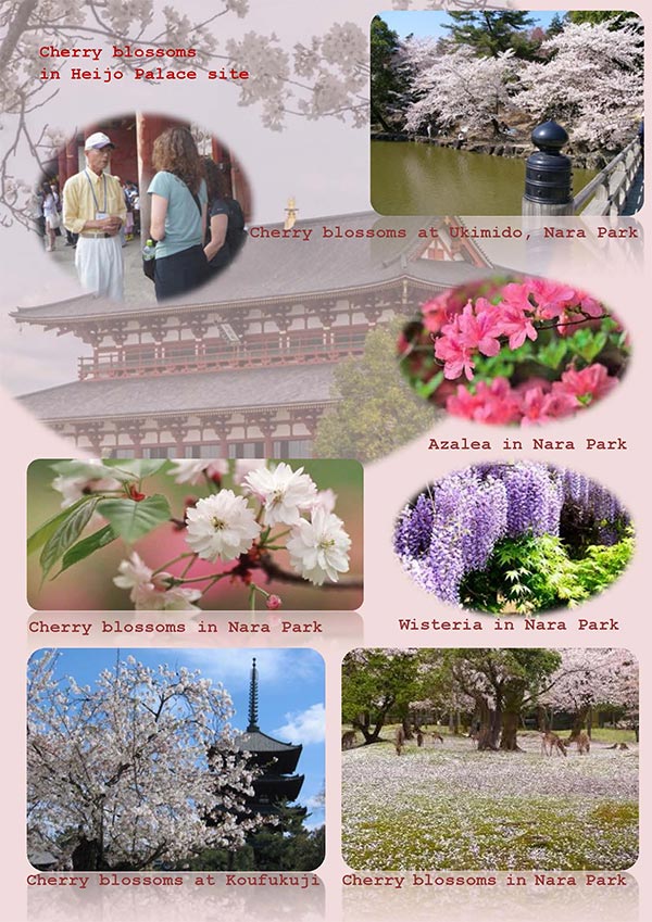 Four Seasons in Nara for spring #2