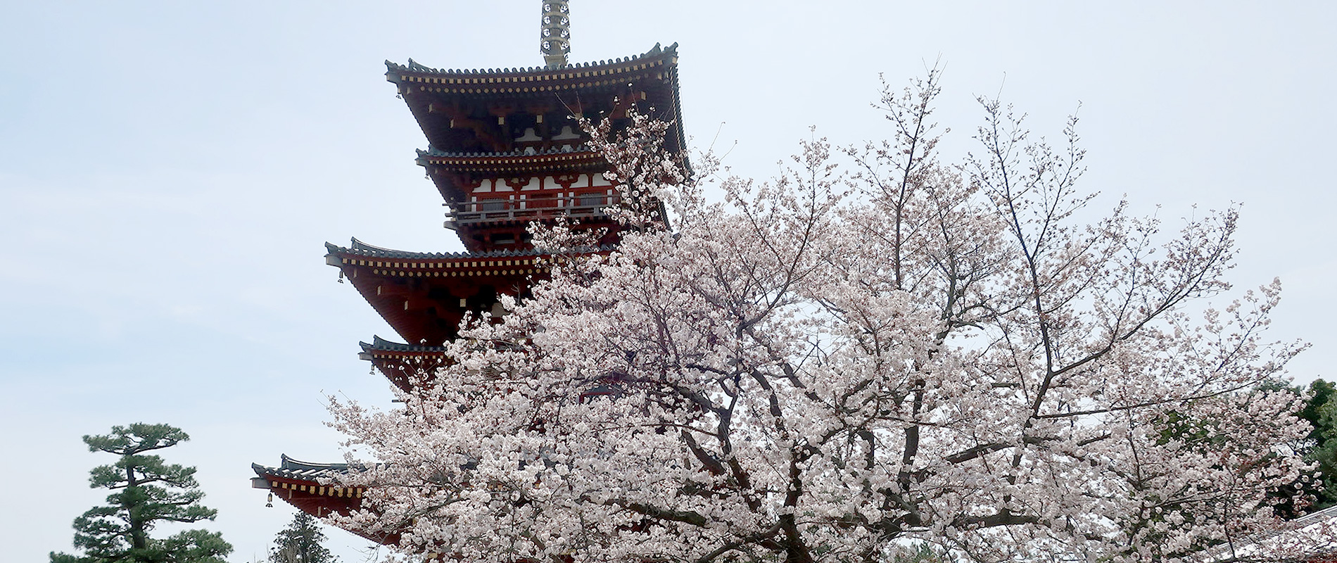 「もう１度奈良へ行きたい」と思っていただけるようなガイドを心がけています。