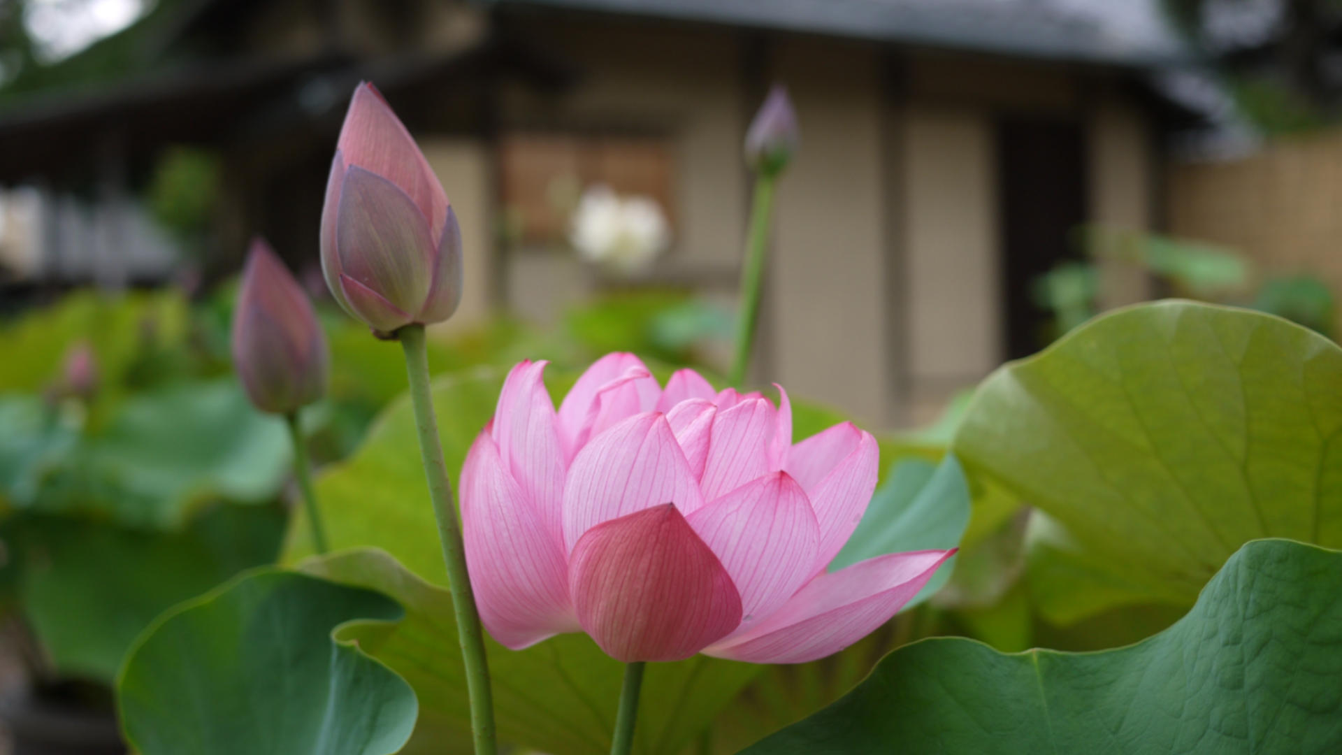 西大寺の蓮