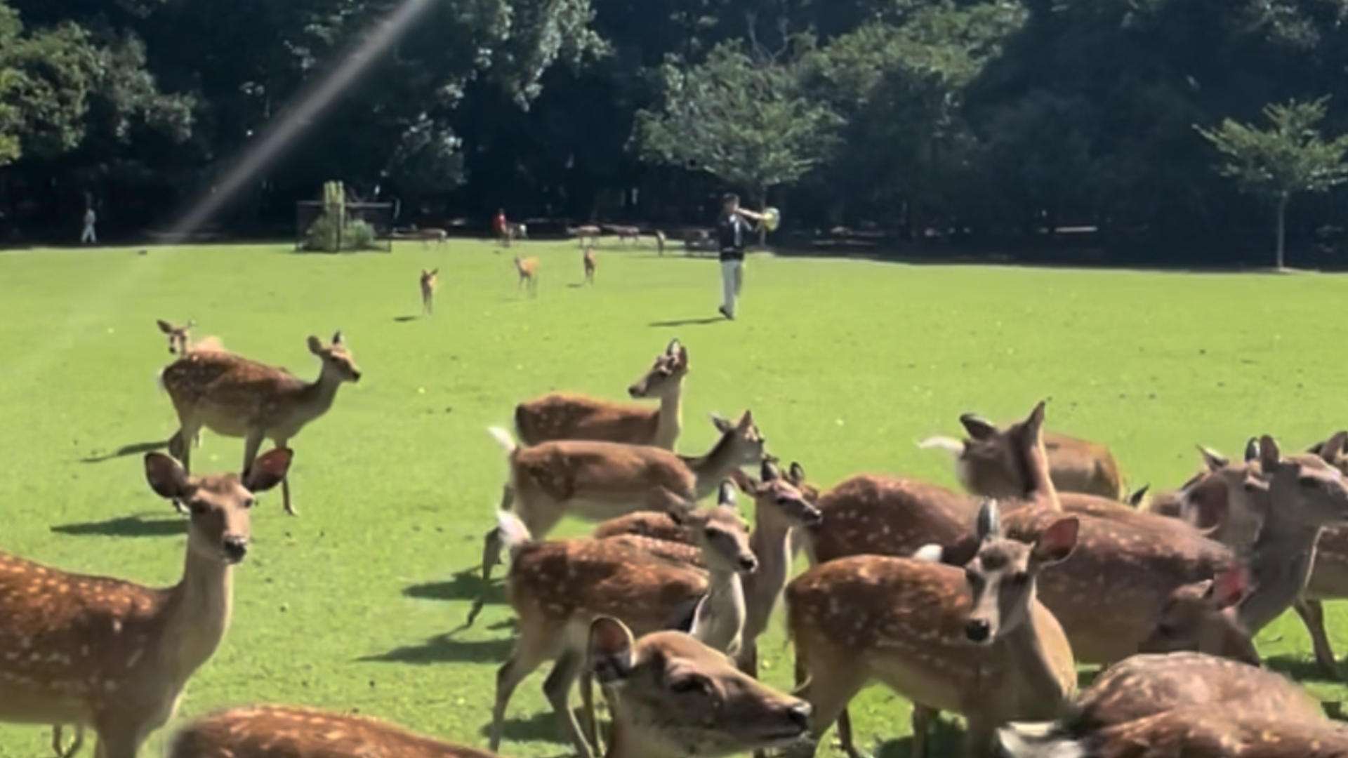 飛火野での鹿寄せ