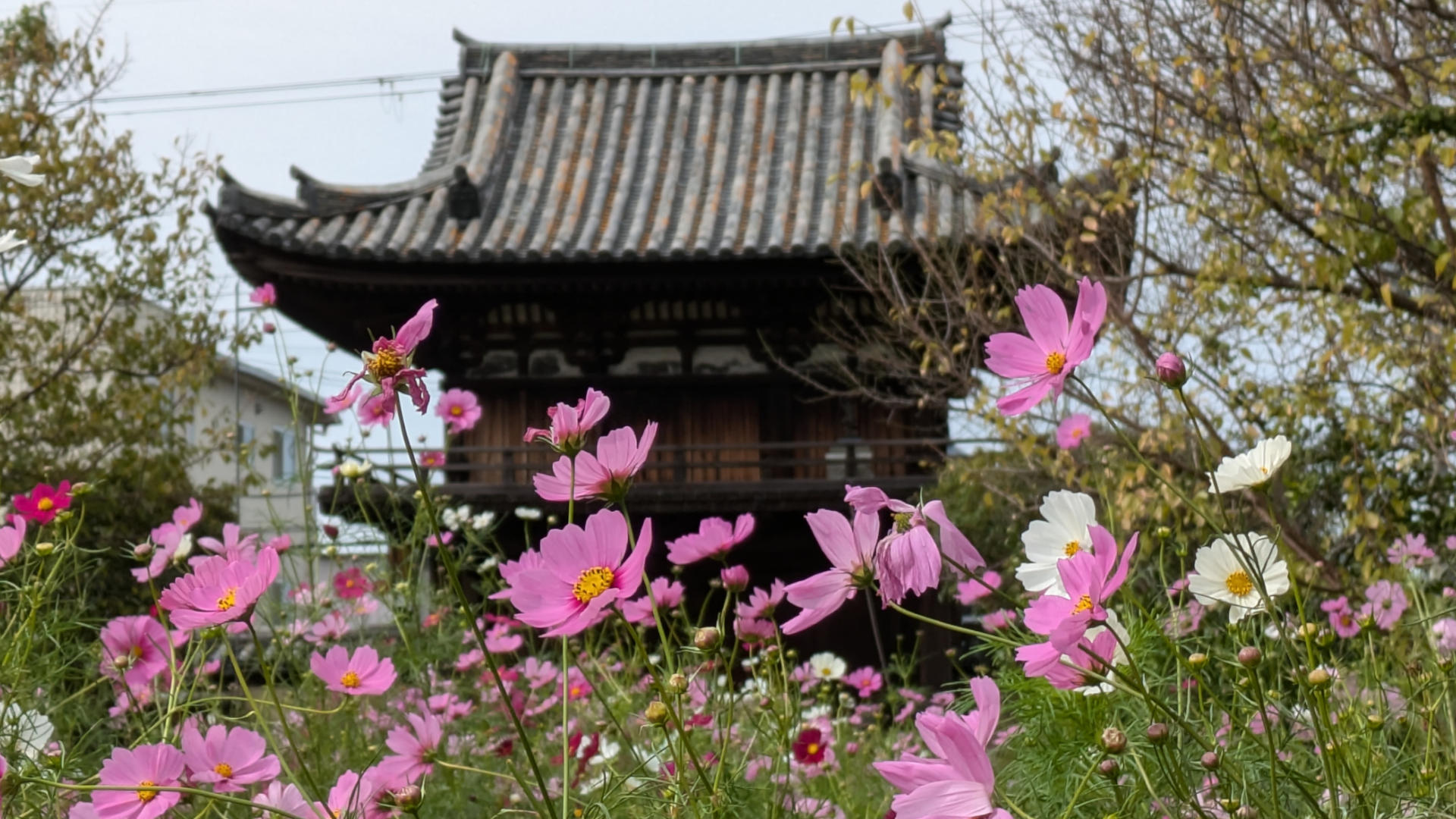 般若寺楼門と秋桜