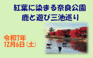 ガイドと歩くひと味違った奈良 紅葉に染まる奈良公園 鹿と遊び三池巡り [令和7年12月6日（土）12:30～13:30 受付開始 順次出発]