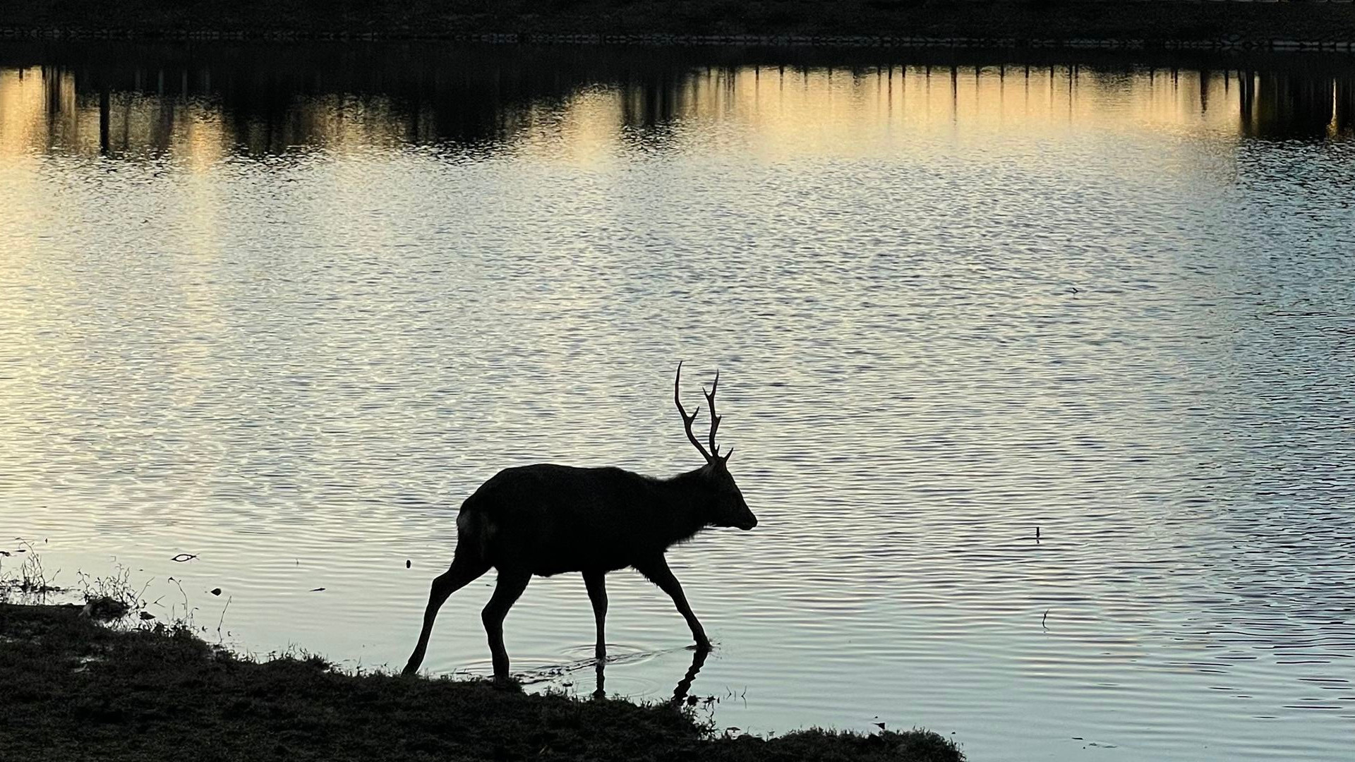 夕暮れの大仏池