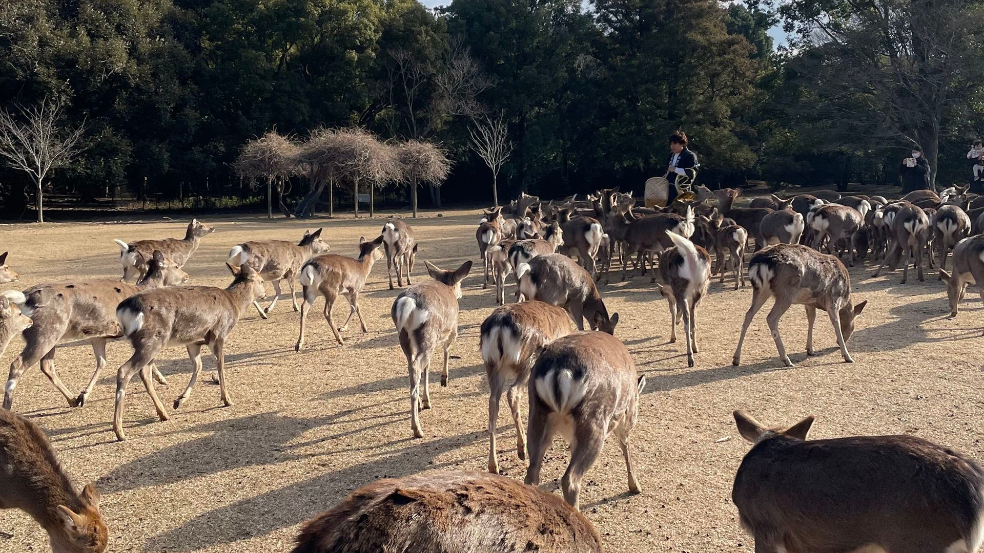 飛火野 冬の鹿寄せ