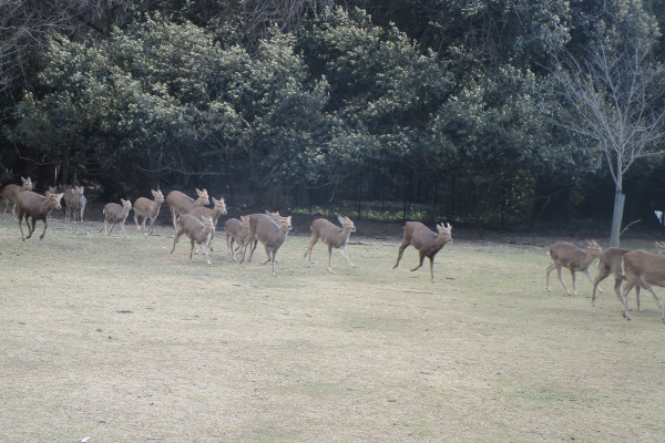 冬の鹿寄せガイドツアー［森からでてくる鹿たち］