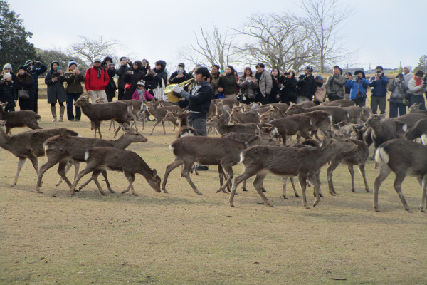 冬の鹿寄せガイドツアー［ナチュラルホルンに集まる鹿たち］