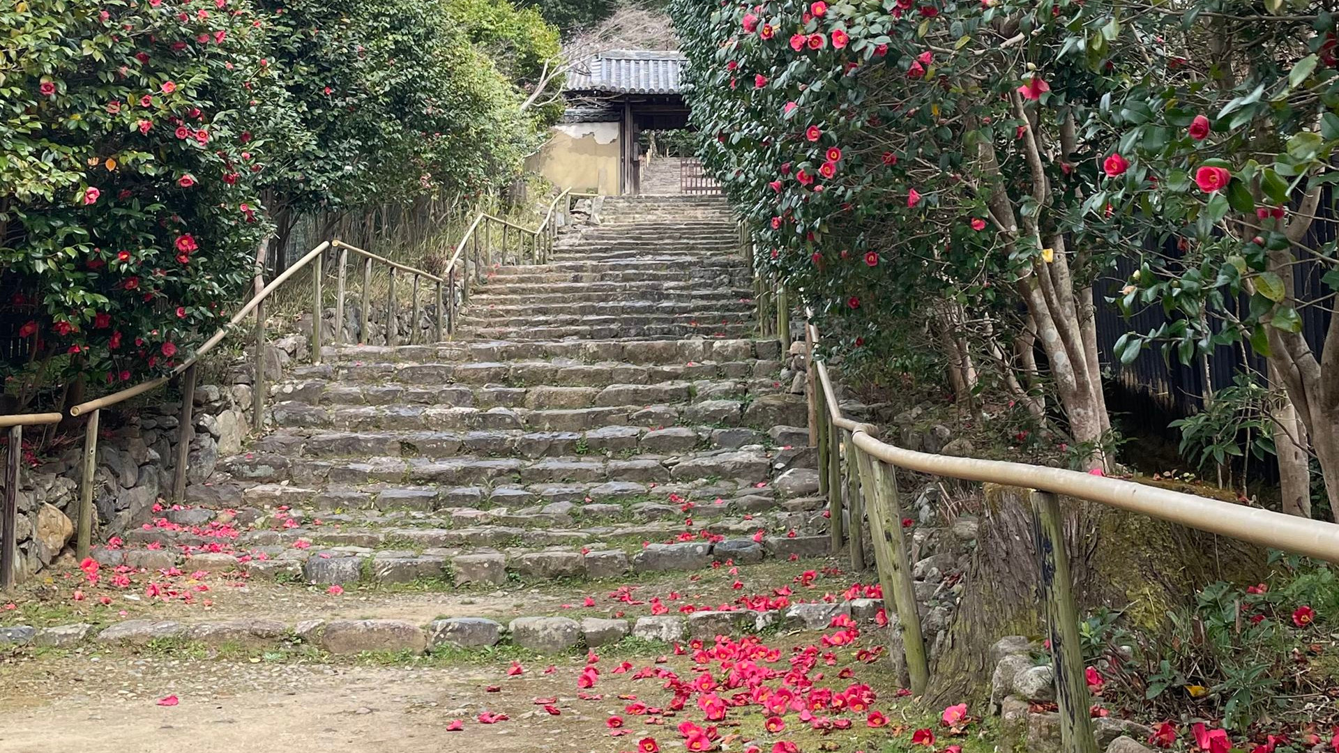 白毫寺参道の椿