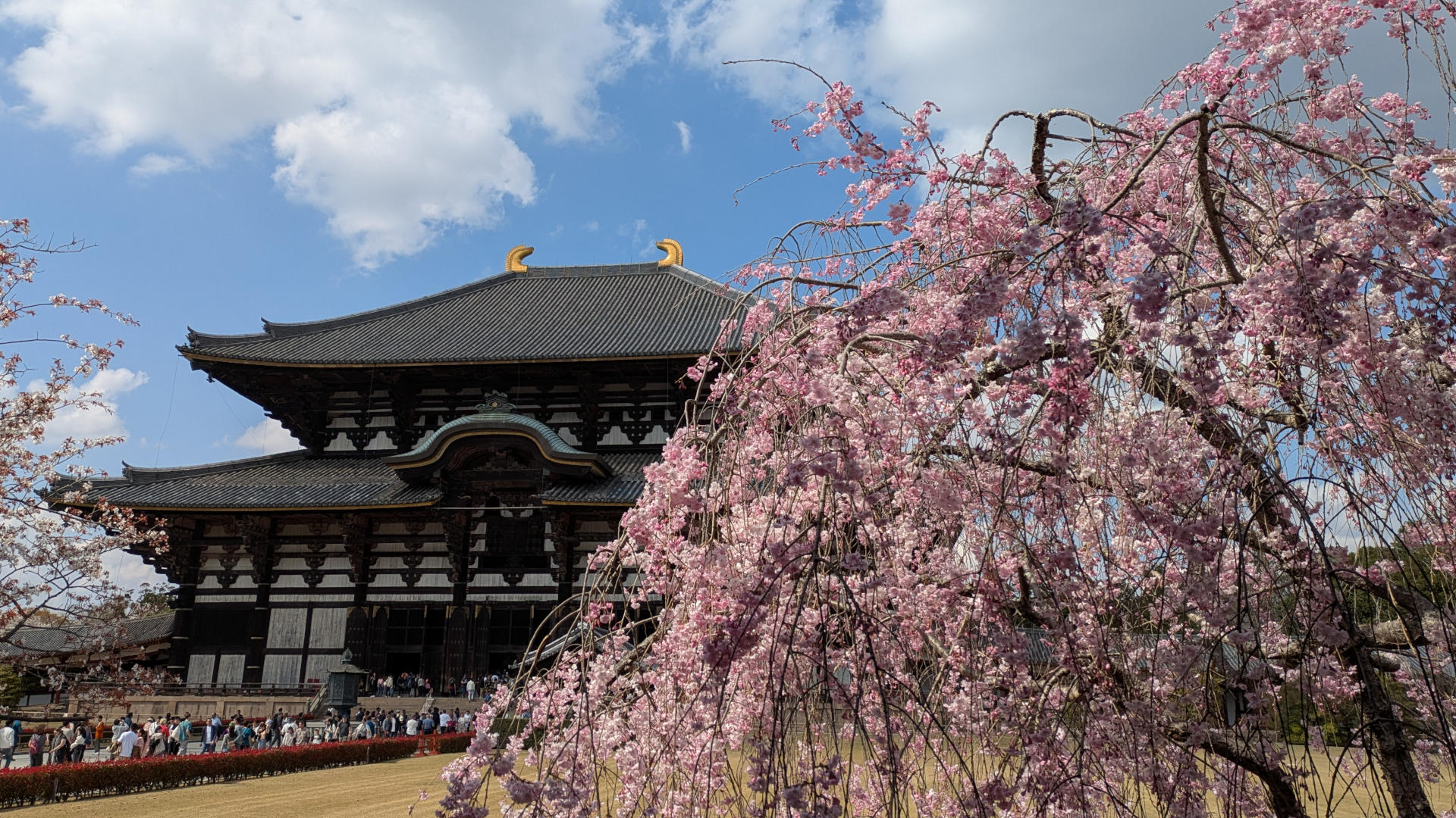 大仏殿の桜