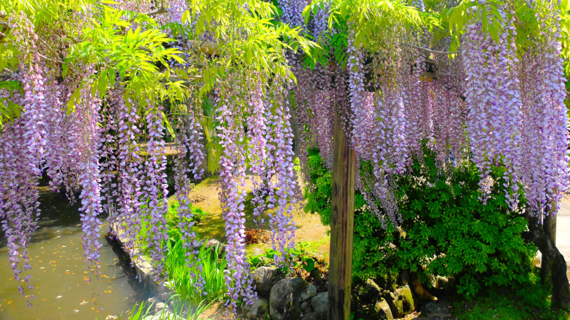 口紅藤(万葉植物園)