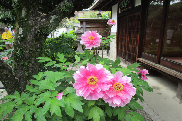 令和8年4月4日から6月28日まで毎週土曜・日曜「ならまち」を通り高畑をめぐる【御霊神社のボタン】