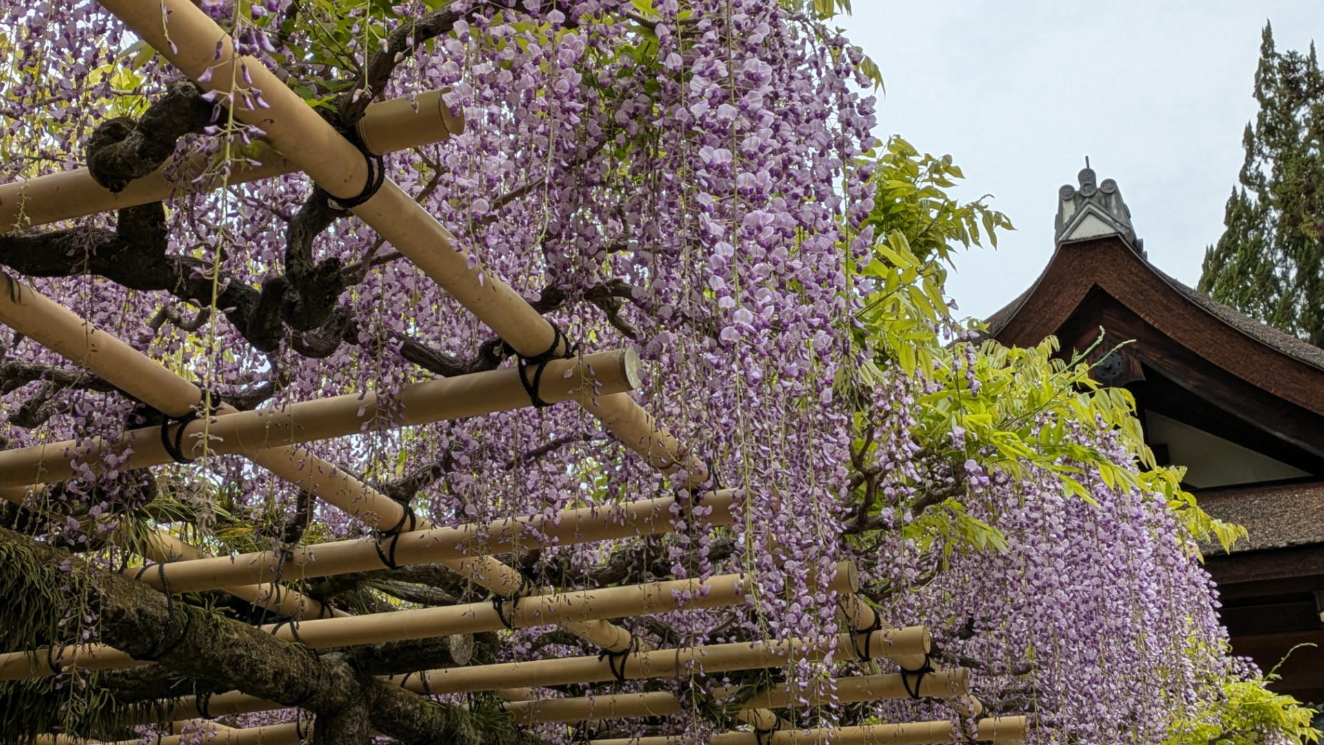 春日大社 砂ずりの藤