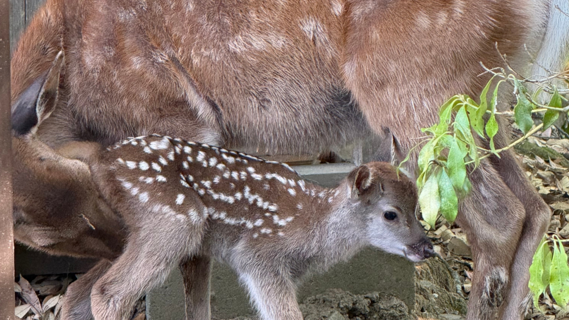 鹿の赤ちゃん誕生