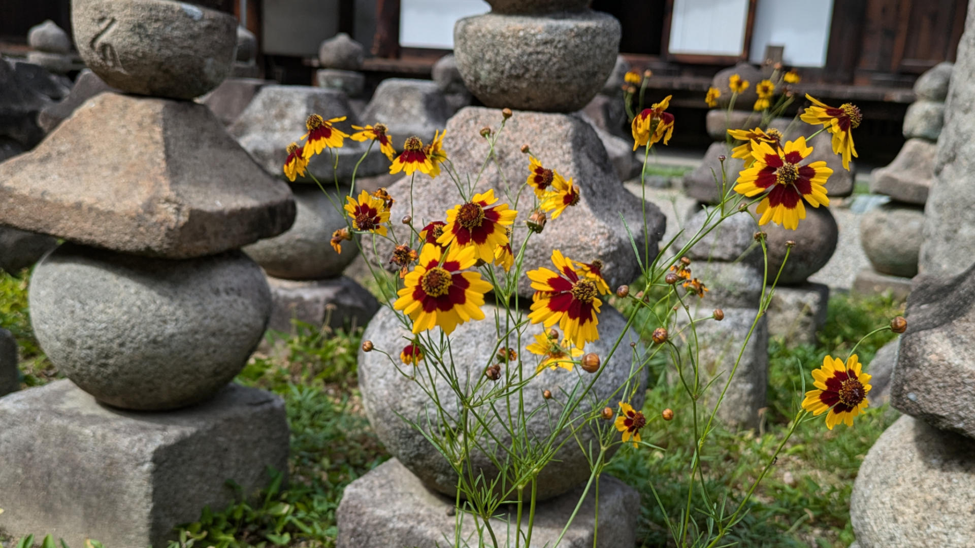 元興寺の蛇目草