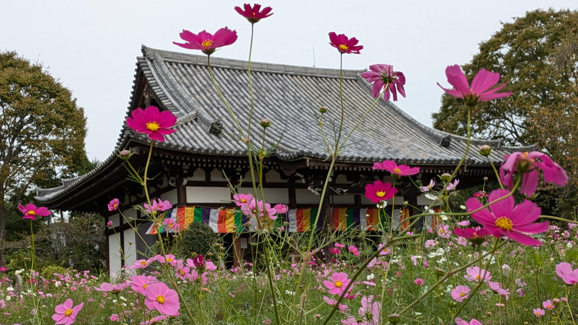 般若寺の秋桜