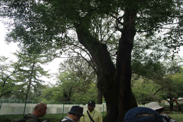 令和8年度 21期生養成講座 （公園の樹木・国宝建築物）【センダンの木】