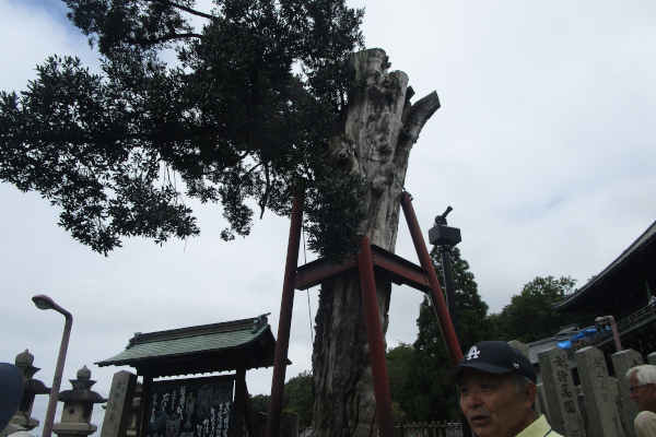 令和8年度 21期生養成講座 （公園の樹木・国宝建築物）【二月堂下の「ナギ」の木】