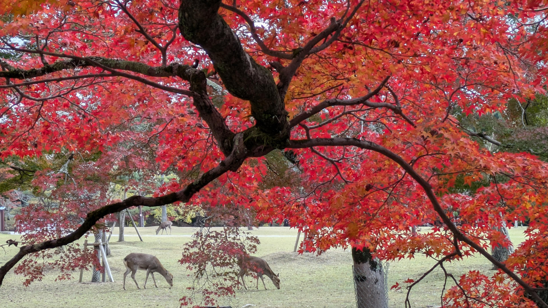 奈良公園 紅葉
